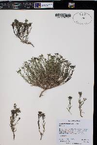 Stenaria nigricans image