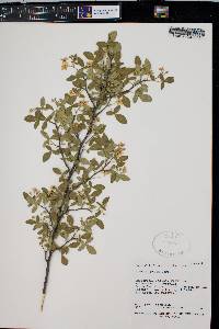 Media resource of Taravalia aptera