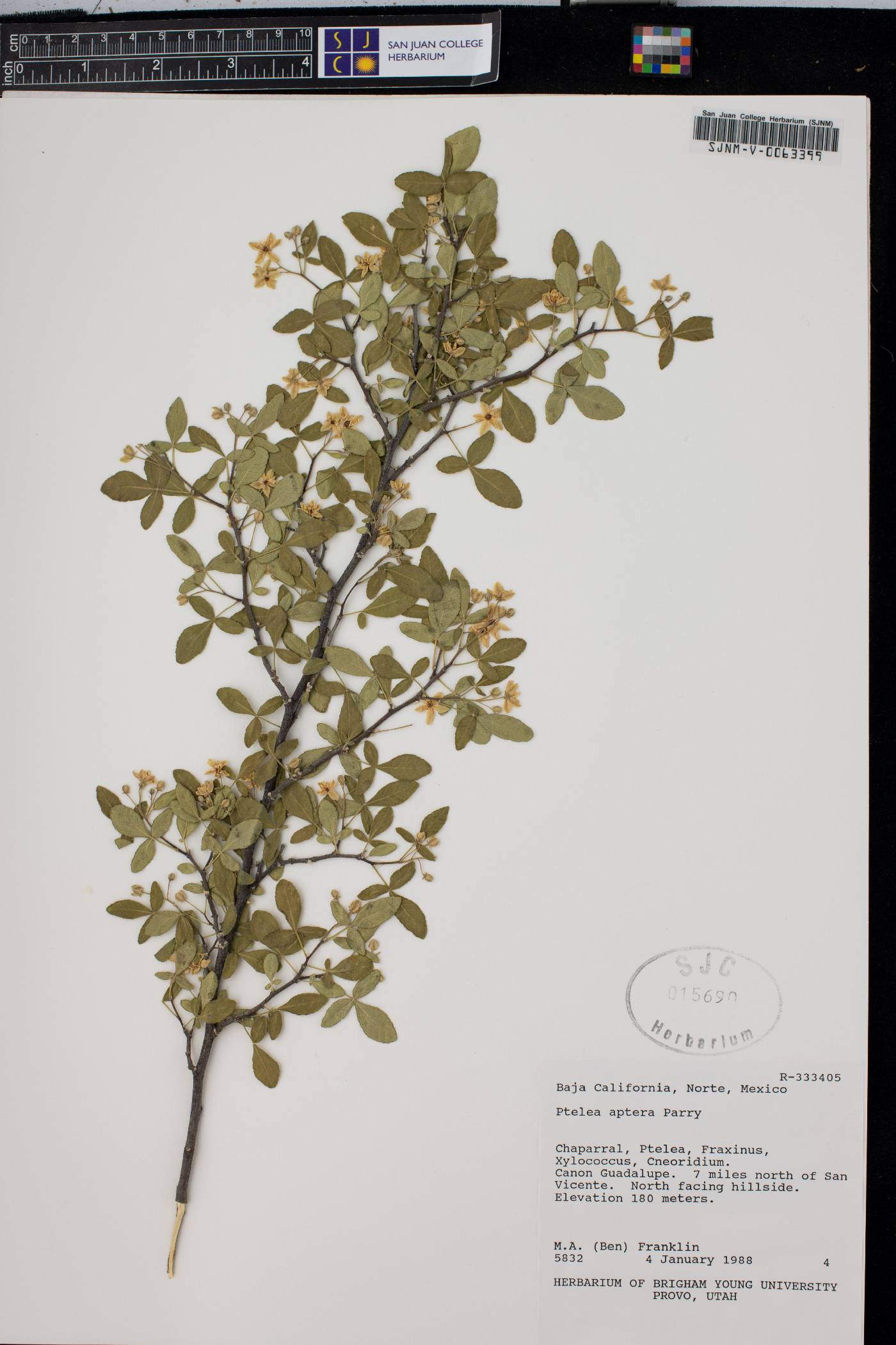 Taravalia aptera image