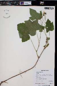 Rubus parviflorus image