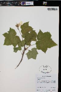 Rubus parviflorus image