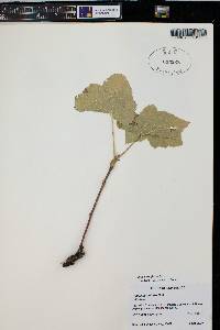 Rubus parviflorus image