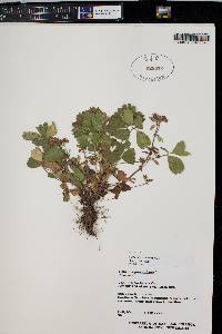 Sibbaldia procumbens image