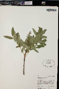 Sorbus scopulina image