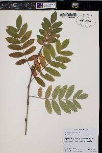 Sorbus scopulina image