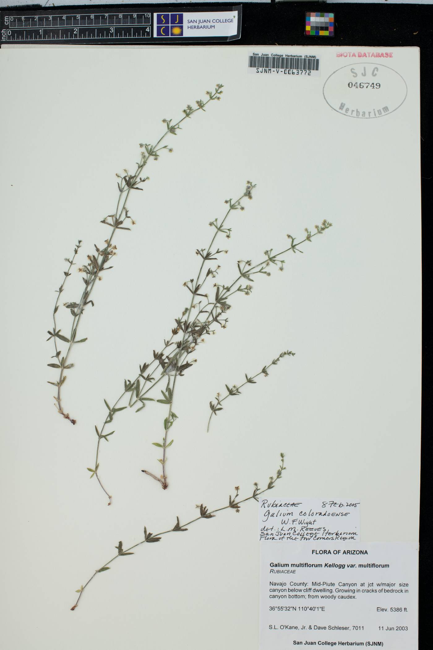 Galium coloradoense image