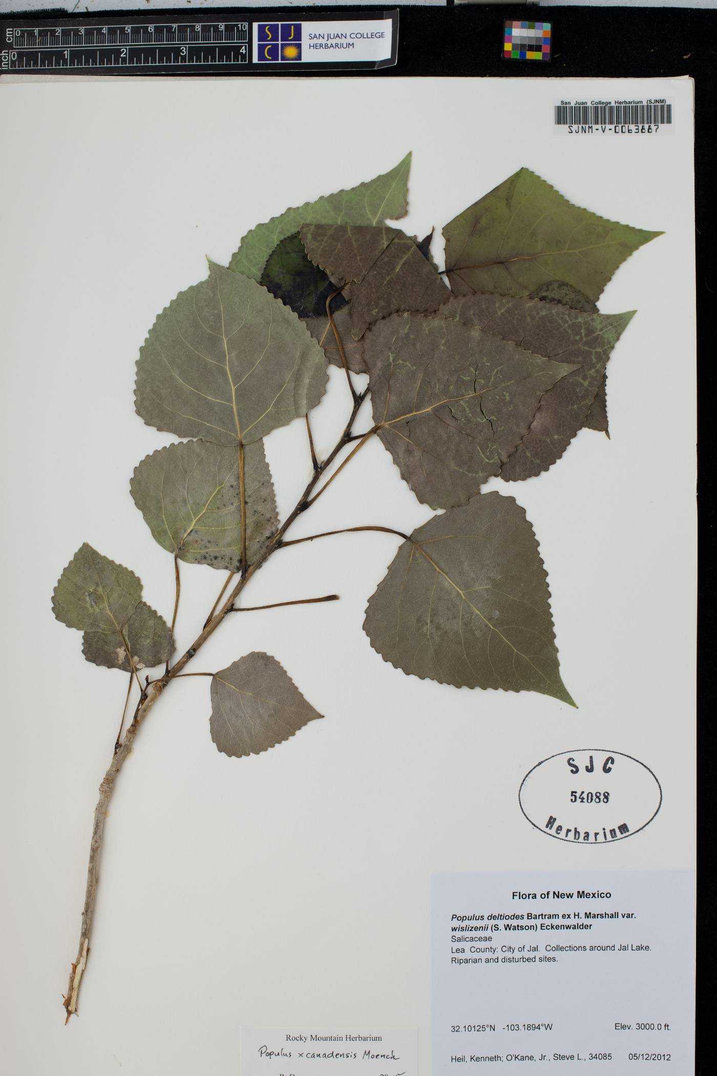 Populus x canadensis image