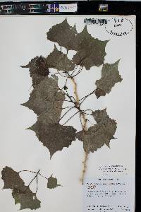 Populus deltoides subsp. wislizenii image