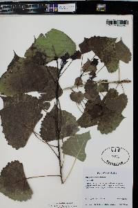 Populus deltoides subsp. monilifera image