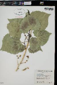 Populus fremontii image