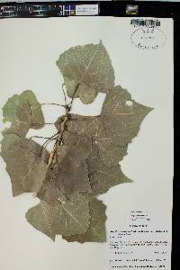 Populus fremontii var. fremontii image