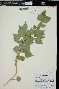 Populus nigra image