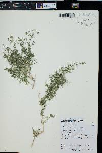 Galium stellatum image