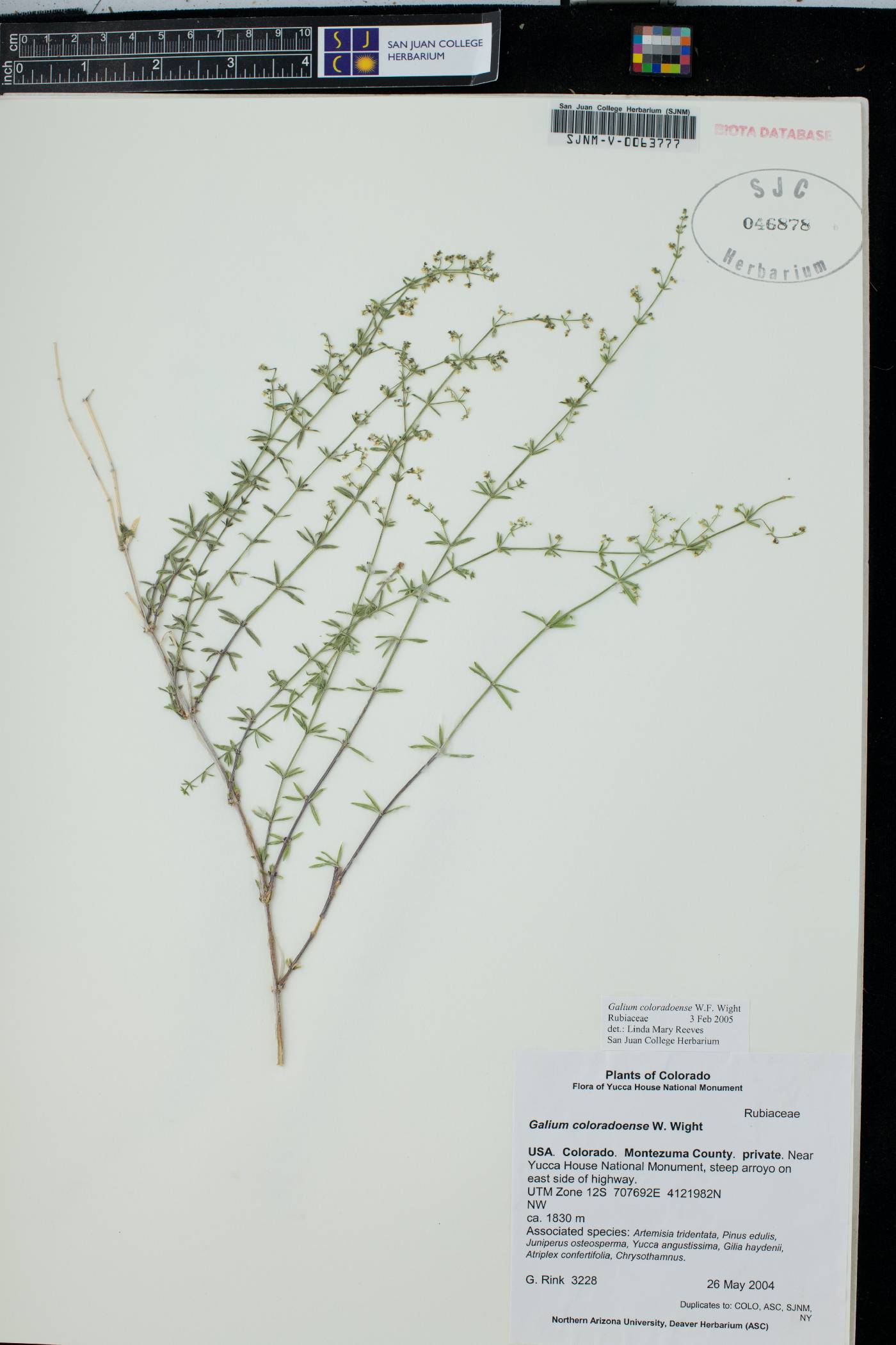 Galium coloradoense image