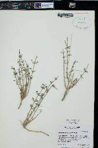 Galium coloradoense image