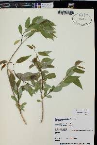 Salix amygdaloides image