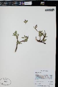 Salix petrophila image