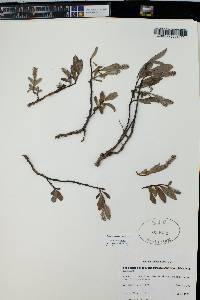 Salix petrophila image