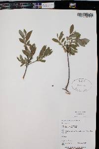 Salix geyeriana image