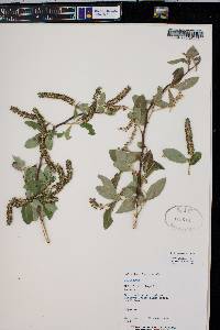 Salix lasiolepis image