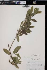 Salix boothii image