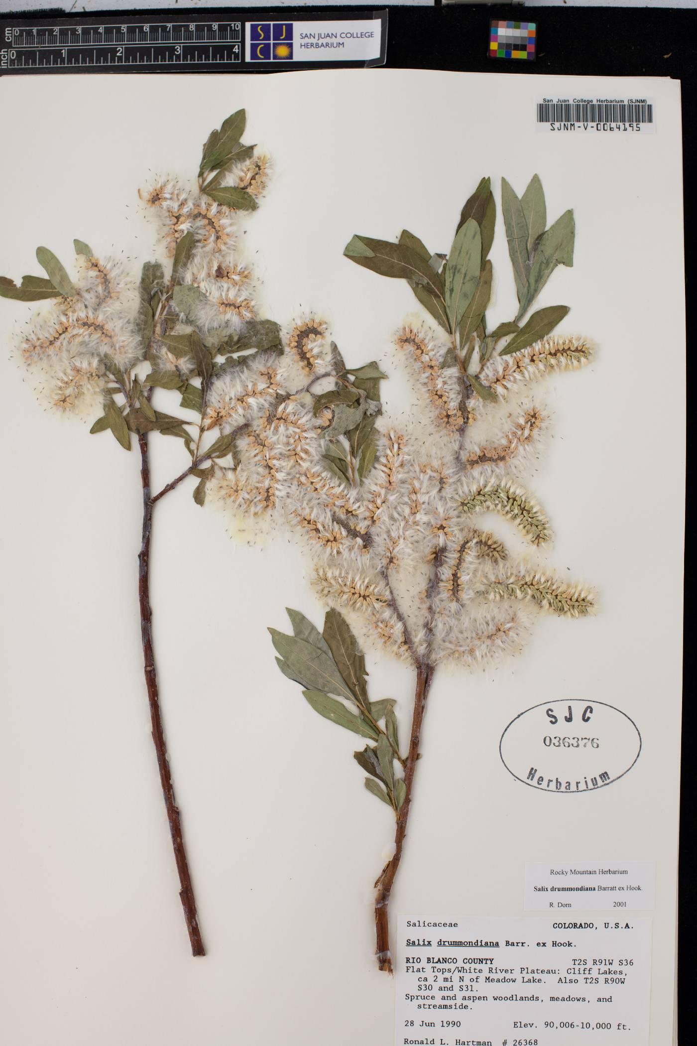 Salix drummondiana image