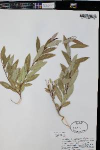 Salix amygdaloides image