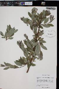 Salix glauca var. villosa image