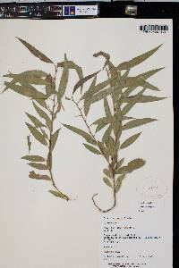 Salix lucida var. caudata image