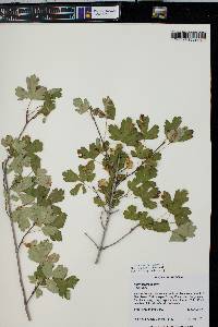 Acer glabrum image