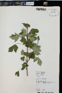 Acer glabrum image