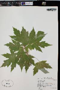 Acer glabrum image