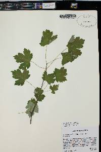 Acer glabrum var. glabrum image