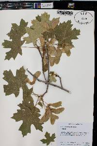 Acer grandidentatum image