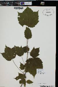 Acer spicatum image