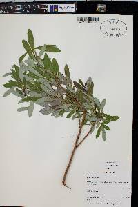 Salix laevigata image