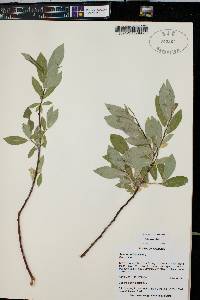 Salix monticola image