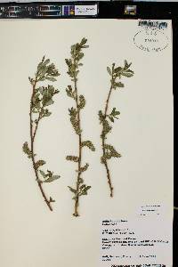 Salix boothii image