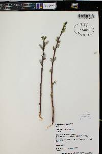 Salix brachycarpa subsp. brachycarpa image