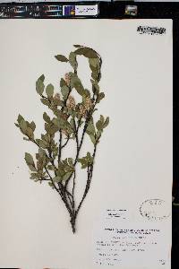 Salix planifolia image