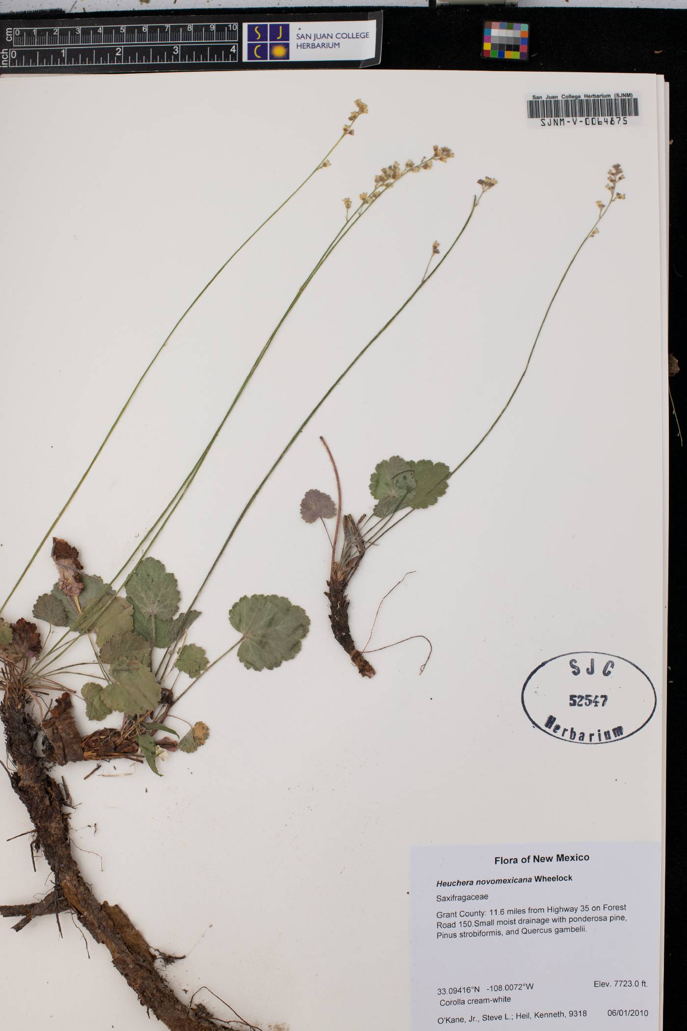 Heuchera novomexicana image