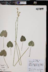 Heuchera novomexicana image