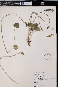 Heuchera parvifolia image