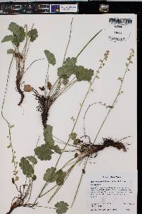 Heuchera parvifolia image