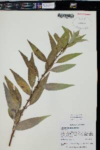 Salix amygdaloides image