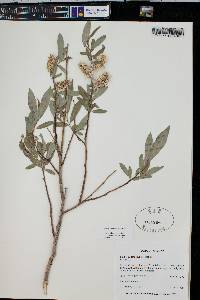 Salix drummondiana image