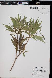 Salix × fragilis image