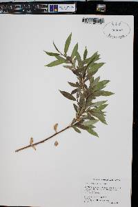 Salix lasiandra image