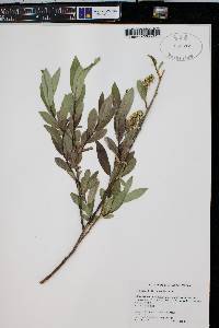 Salix lasiandra image