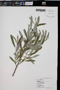 Salix lasiolepis image